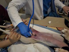 -美联众合动物医院·24h转诊中心