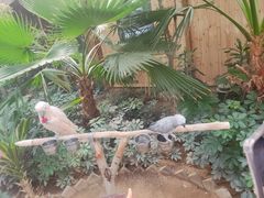 -南宫五洲植物乐园