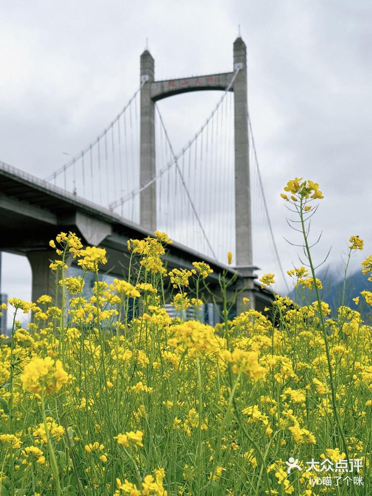 福州花海公园油菜花图片