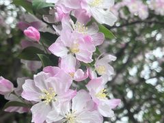 -海棠花溪(元大都城垣遗址公园)