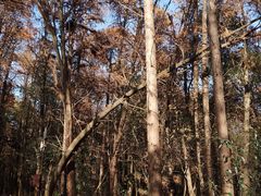 -同里国家湿地公园