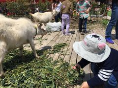 -小鱼草莓采摘园农家乐·小鱼餐厅