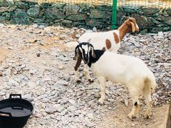 -西部长青自然儿童乐园