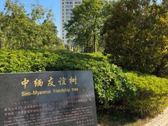 -中缅友谊树