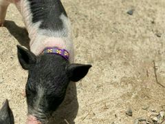 -前小桔亲子创意农场·草莓采摘·露营烧烤