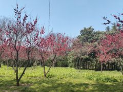 -洛阳市隋唐城遗址植物园