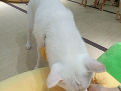 -逗柴咖啡屋·狗咖猫咖宠物桌游