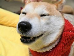 -逗柴咖啡屋·狗咖猫咖宠物桌游