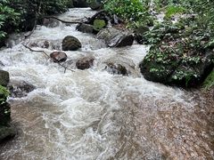 -莫里热带雨林景区