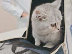 -安安宠医宠物医院·异宠·犬猫内科(岳阳分院)