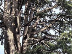 -终南山南五台景区