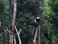 -卧龙中华大熊猫苑神树坪基地