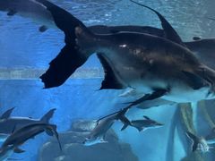 -多彩贵州城极地海洋世界