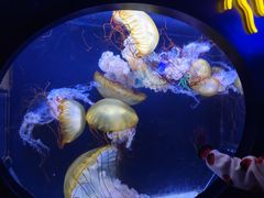 -珠海长隆海洋王国