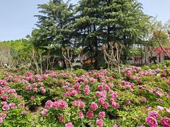 -洛阳市隋唐城遗址植物园