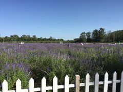 -北京东方普罗旺斯薰衣草庄园