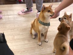 -豆柴町-柴犬主题狗咖(红鼎国际C座店)