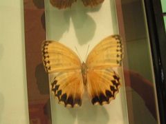 -上海昆虫博物馆