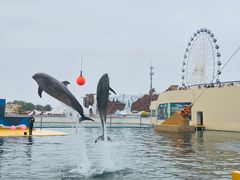 -秦皇岛乐岛海洋王国