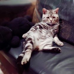 -幸运7纹身刺青Lucky7tattoo