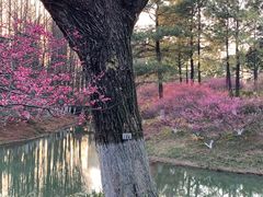 -青枫公园