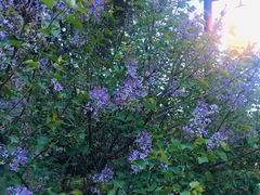 -陈三娃泡姜鸡(太白北路店)