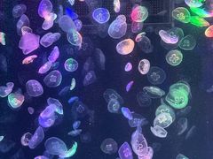 -海合安成都极地海洋公园