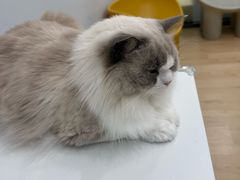 -有喵·猫咖·狗咖·30几只猫10只小狗(岗厦店)