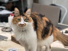 -玫瑰咖啡(中山六路店)