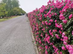 -上海滨江森林公园