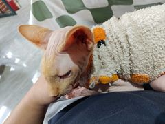 -猫小院猫主题餐厅(南锣旗舰店)