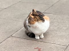 -西园寺
