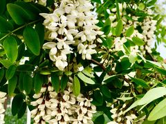 -天津东丽湖风景区