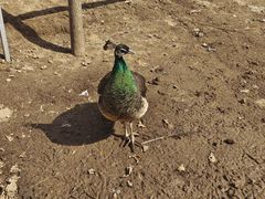 -哈尔滨北方森林动物园