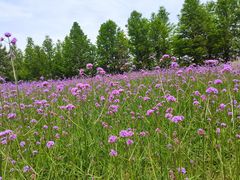 -羊亭河湿地公园