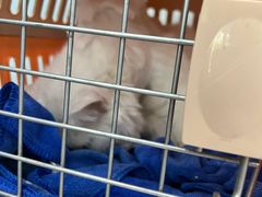 -纳吉亚猫专科动物诊疗中心(蒋宅口分院)