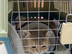 -宠颐生宠物医院·异宠猫科内科·诊疗中心宠巢店
