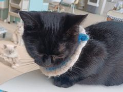 -怪兽屋·羊驼·猫咖·狗咖(俊华广场店)