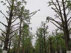 -两江幸福广场
