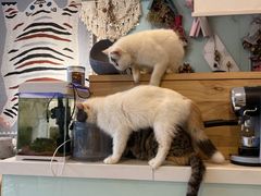 -平行世界·猫咖(首经贸店)