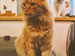 -猫小院猫主题咖啡厅(北锣店)