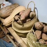 又到吃🍅的季节了！