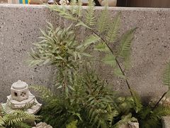 -陆琴脚艺·足浴·SPA(夫子庙店)