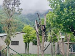 -卧龙中华大熊猫苑神树坪基地