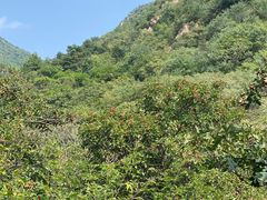 -大岭沟猕猴桃谷风景区