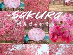 -天适樱花悠乐园