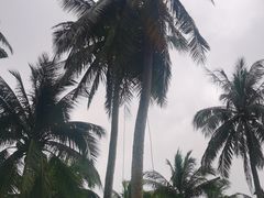 -东郊椰林