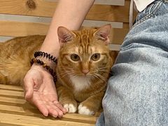 -楼上猫咖(罗湖店)