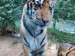 -栾川竹海野生动物园
