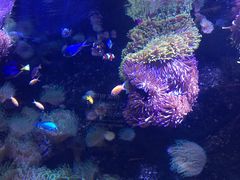 -悉尼海洋生物水族馆